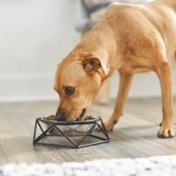 Frisco Elevated Stainless Steel Dog & Cat Bowl With Metal Stand -Pet Supplies Discount Store 253055 PT2. AC SS1800 V1616594231