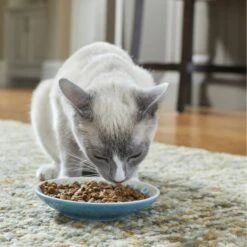 Frisco Kaleidoscope Pattern Non-skid Ceramic Cat Dish -Pet Supplies Discount Store 256092 PT2. AC SS1800 V1616167031