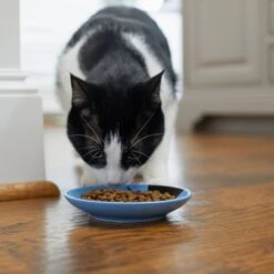 Frisco Cat Face Non-skid Ceramic Cat Dish, Blue -Pet Supplies Discount Store 256101 PT3. AC SS1800 V1617130591