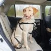 Frisco Adjustable Dog Seatbelt Tether