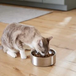 Frisco Insulated Non-Skid Flair Stainless Steel Dog & Cat Bowl -Pet Supplies Discount Store 261753 PT7. AC SS1800 V1623937560