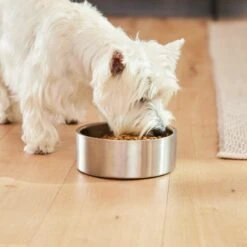 Frisco Insulated Non-Skid Flair Stainless Steel Dog & Cat Bowl -Pet Supplies Discount Store 261753 PT8. AC SS1800 V1623937545