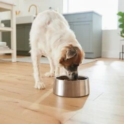 Frisco Insulated Non-Skid Stainless Steel Dog & Cat Bowl -Pet Supplies Discount Store 261757 PT8. AC SS1800 V1623937364
