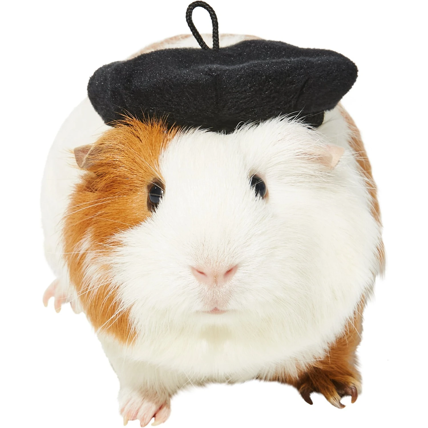 Frisco French Beret Guinea Pig Costume Hat, One Size 3 Frisco French Beret Guinea Pig Costume Hat, One Size