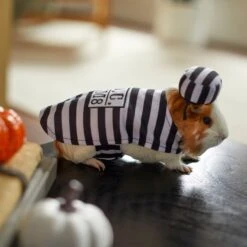 Frisco Prisoner Guinea Pig Costume, One Size -Pet Supplies Discount Store 265897 PT8. AC SS1800 V1624339171