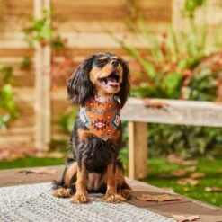 Frisco Southwest Dog & Cat Bandana 15 Frisco Southwest Dog & Cat Bandana -Pet Supplies Discount Store 267904 PT5. AC SS1800 V1637679734