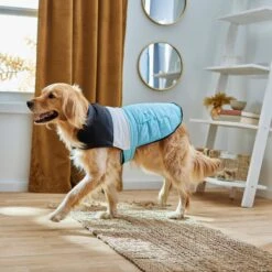 Frisco Mediumweight Colorblock Insulated Dog & Cat Puffer Coat With Pocket, Blue 15 Frisco Mediumweight Colorblock Insulated Dog & Cat Puffer Coat With Pocket, Blue -Pet Supplies Discount Store 268311 PT8. AC SS1800 V1629766581