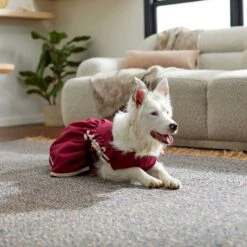 Frisco Plum Dog & Cat Dress -Pet Supplies Discount Store 268677 PT5. AC SS1800 V1637675815