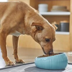 Frisco Slanted Ceramic Dog Bowl -Pet Supplies Discount Store 270221 PT2. AC SS1800 V1620761979