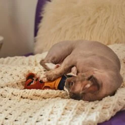 Frisco Halloween Good Bear, Bad Bear Reversible Plush Cat Toy With Catnip 10 Frisco Halloween Good Bear, Bad Bear Reversible Plush Cat Toy With Catnip -Pet Supplies Discount Store 270299 PT3. AC SS1800 V1624817131