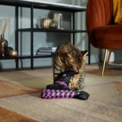 Frisco Halloween Witch Hat & Legs Plush Cat Toy With Catnip, 2 Count 8 Frisco Halloween Witch Hat & Legs Plush Cat Toy With Catnip, 2 Count -Pet Supplies Discount Store 270305 PT3. AC SS1800 V1624817161