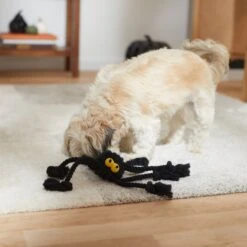 Frisco Halloween Spider Rope Dog Toy 8 Frisco Halloween Spider Rope Dog Toy -Pet Supplies Discount Store 270504 PT3. AC SS1800 V1624825021