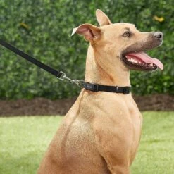 Frisco Solid Nylon Personalized Dog Leash 11 Frisco Solid Nylon Personalized Dog Leash -Pet Supplies Discount Store 270716 PT6. AC SS1800 V1628029678