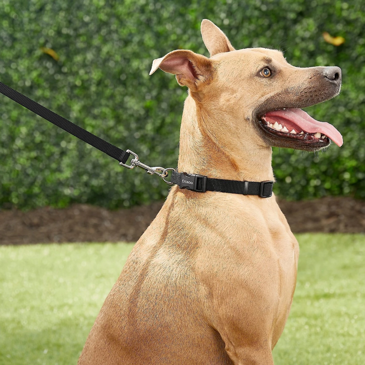 Frisco Solid Nylon Personalized Dog Leash 7 Frisco Solid Nylon Personalized Dog Leash - Image 5