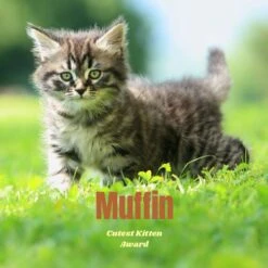 Frisco Personalized Basic Ceramic Photo Tile With Stand 7 Frisco Personalized Basic Ceramic Photo Tile With Stand -Pet Supplies Discount Store 271227 PT2. AC SS1800 V1619198223