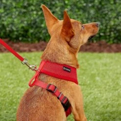 Frisco Small & Medium Breed Soft Mesh Personalized Back Clip Dog Harness 15 Frisco Small & Medium Breed Soft Mesh Personalized Back Clip Dog Harness -Pet Supplies Discount Store 271252 PT6. AC SS1800 V1618938436