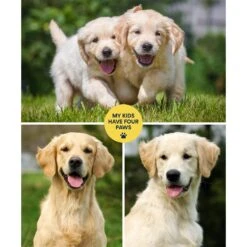 Frisco "Contemporary #1" 8 X 10 Gallery-Wrapped Canvas -Pet Supplies Discount Store 272569 PT2. AC SS1800 V1625685737