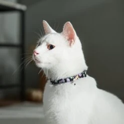 Frisco Flying Ghosts Cat Collar -Pet Supplies Discount Store 272888 PT8. AC SS1800 V1623879659