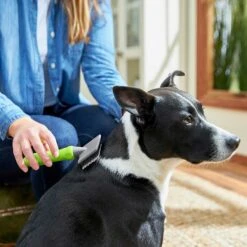 Frisco Soft Slicker Dog Brush, One Size & Frisco Deshedding Dog & Cat Brush 12 Frisco Soft Slicker Dog Brush, One Size & Frisco Deshedding Dog & Cat Brush -Pet Supplies Discount Store 276229 PT3. AC SS1800 V1616194590