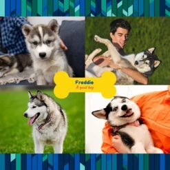 Frisco "Contemporary #2" Ceramic Photo Tile With Stand -Pet Supplies Discount Store 276919 PT2. AC SS1800 V1625685369