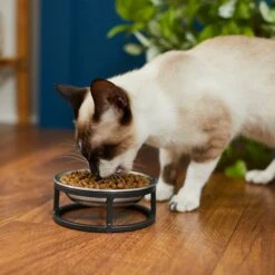 Frisco Elevated Stainless Steel Dish Cat Bowl, 1 Cup -Pet Supplies Discount Store 277517 PT3. AC SS1800 V1630347977