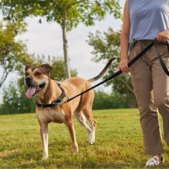 Frisco Basic No Pull Harness 11 Frisco Basic No Pull Harness -Pet Supplies Discount Store 277873 PT4. AC SS1800 V1629816999