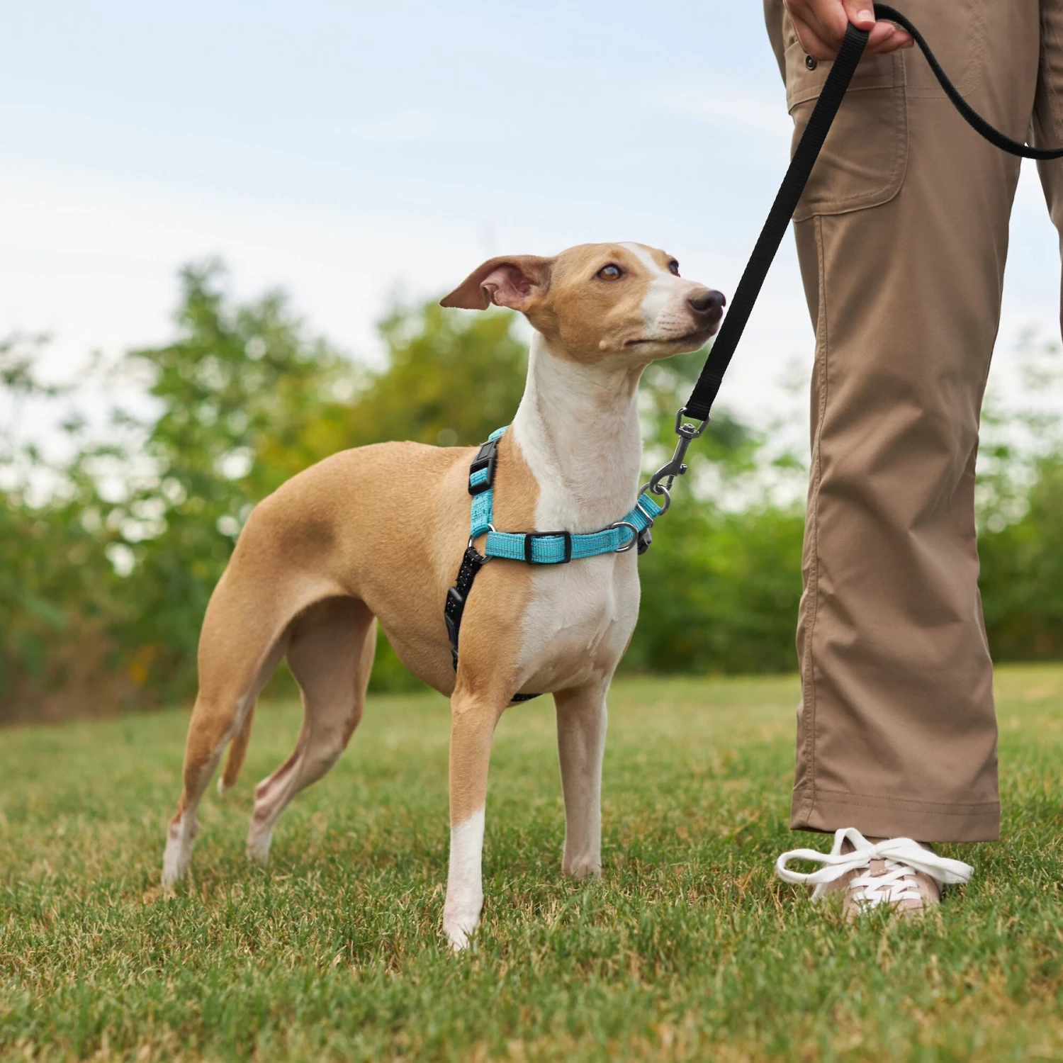 Frisco Padded Reflective No Pull Harness 7 Frisco Padded Reflective No Pull Harness - Image 5