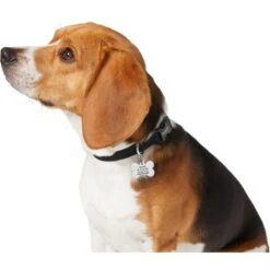 Frisco Chewy Stainless Steel Personalized Dog ID Tag With Enamel Infill 9 Frisco Chewy Stainless Steel Personalized Dog ID Tag With Enamel Infill -Pet Supplies Discount Store 281945 PT6. AC SS1800 V1624334875