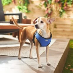 Frisco Padded Step-In Harness -Pet Supplies Discount Store 287451 PT8. AC SS1800 V1631669389