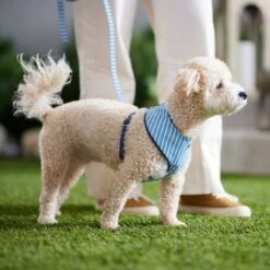 Frisco Fashion Over-The-Head Harness, Striped 11 Frisco Fashion Over-The-Head Harness, Striped -Pet Supplies Discount Store 287479 PT8. AC SS1800 V1632315513