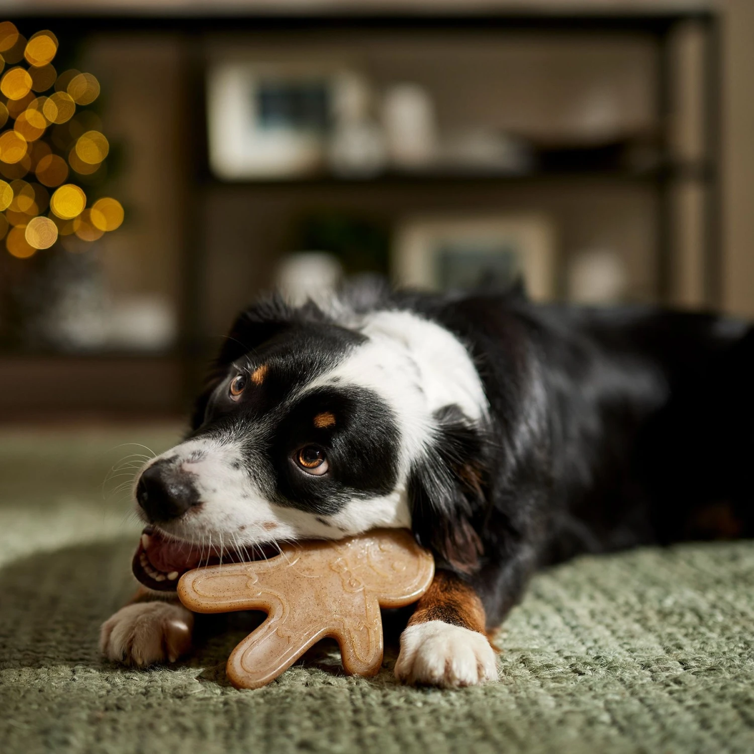 Frisco Nylon Gingerbread Dog Chew Toy, Beef Flavor, Medium 5 Frisco Nylon Gingerbread Dog Chew Toy, Beef Flavor, Medium - Image 3