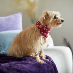 Frisco Love Letters Dog & Cat Bandana -Pet Supplies Discount Store 292051 PT7. AC SS1800 V1702598609