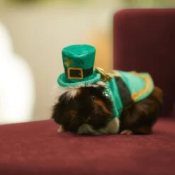 Frisco Guinea Pig St. Patrick's Day Costume -Pet Supplies Discount Store 292196 PT8. AC SS1800 V1639597343