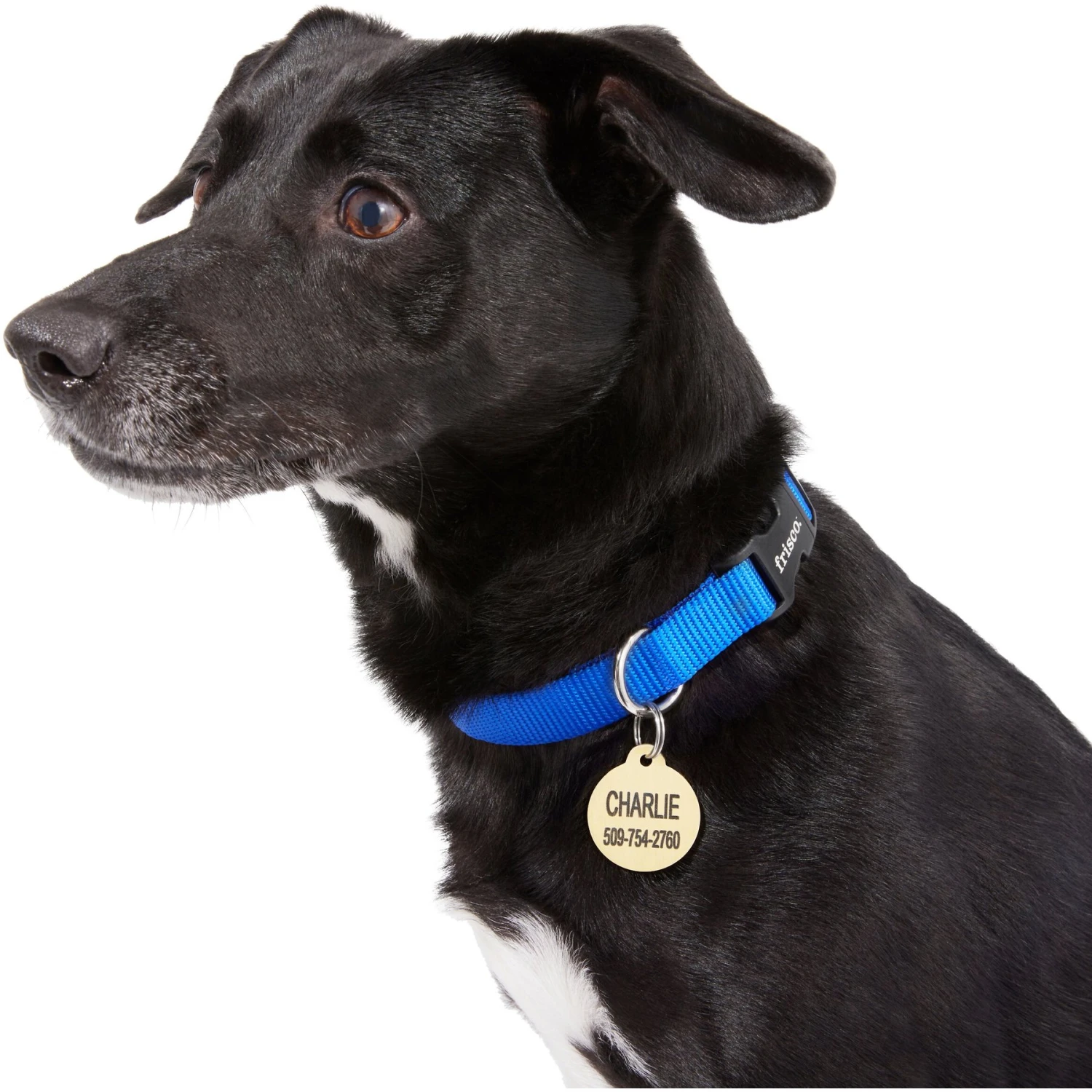 Frisco Brass Personalized Dog & Cat ID Tag, Round 7 Frisco Brass Personalized Dog & Cat ID Tag, Round - Image 5