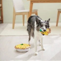 Frisco Brunch Quiche 2-in-1 Plush Squeaky Dog Toy -Pet Supplies Discount Store 297248 PT3. AC SS1800 V1642089163