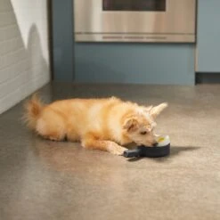 Frisco Brunch Breakfast Skillet Latex Squeaky Dog Toy, 2 Count -Pet Supplies Discount Store 297264 PT2. AC SS1800 V1642088320