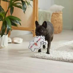 Frisco Brunch Word Bubble Plush Squeaky Dog Toy 9 Frisco Brunch Word Bubble Plush Squeaky Dog Toy -Pet Supplies Discount Store 297286 PT3. AC SS1800 V1642087915