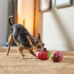 Frisco Valentine Chocolate Covered Strawberries Latex Squeaky Dog Toy 8 Frisco Valentine Chocolate Covered Strawberries Latex Squeaky Dog Toy -Pet Supplies Discount Store 298923 PT3. AC SS1800 V1701365172