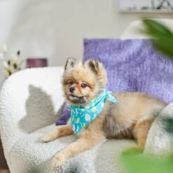 Frisco Spring Easter Egg Dog & Cat Bandana -Pet Supplies Discount Store 300663 PT5. AC SS1800 V1641539822