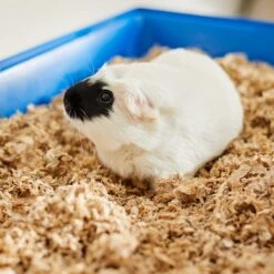 Frisco High Sided Small Pet Litter Box & Frisco Small Pet Paper Bedding -Pet Supplies Discount Store 301934 PT6. AC SS1800 V1644966762