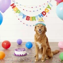 Frisco Dog & Cat Birthday Bandana & Frisco Birthday Cake Dog & Cat Hat -Pet Supplies Discount Store 302374 PT6. AC SS1800 V1633067816