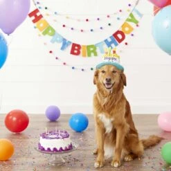 Frisco Dog & Cat Birthday Bandana & Frisco Birthday Cake Dog & Cat Hat -Pet Supplies Discount Store 302374 PT7. AC SS1800 V1623091042