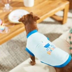 Frisco Birthday Cake Dog & Cat Hat & Frisco It's My Birthday & Cat T-Shirt -Pet Supplies Discount Store 302392 PT7. AC SS1800 V1623061648