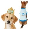 Frisco Happy Birthday Dog & Cat Crown & Frisco It's My Birthday & Cat T-Shirt -Pet Supplies Discount Store 302470 MAIN. AC SS1800 V1623076950
