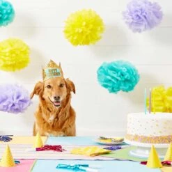 Frisco Happy Birthday Dog & Cat Crown & Frisco It's My Birthday & Cat T-Shirt -Pet Supplies Discount Store 302470 PT3. AC SS1800 V1623073946