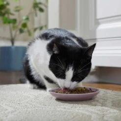 Frisco Paris Non-skid Ceramic Cat Dish & Frisco Paris Non-skid Ceramic Cat Dish -Pet Supplies Discount Store 302490 PT4. AC SS1800 V1623074555