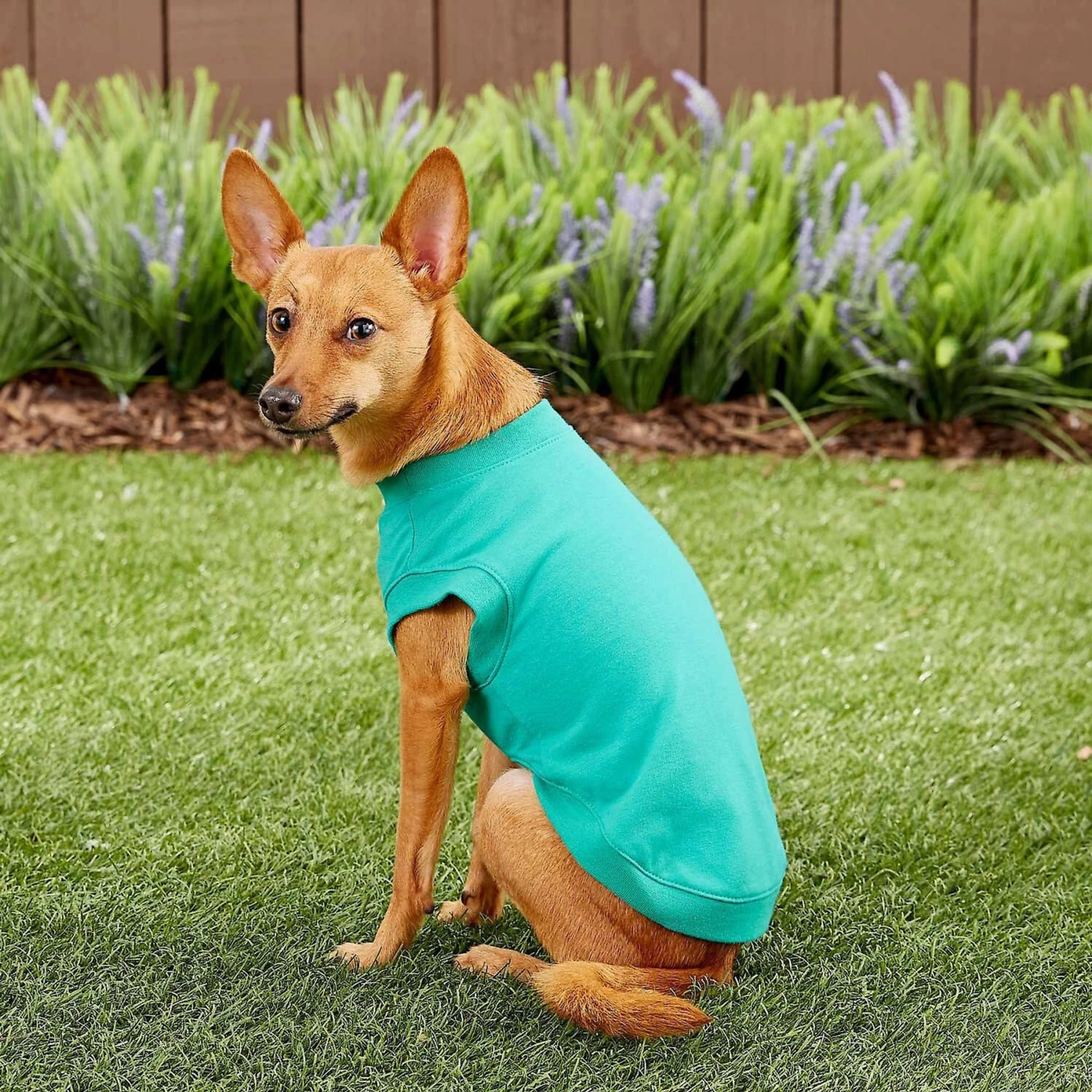 Frisco Basic Dog & Cat T-Shirt & Frisco Dog & Cat Basic Hoodie 9 Frisco Basic Dog & Cat T-Shirt & Frisco Dog & Cat Basic Hoodie - Image 7