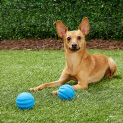 Frisco Neoprene Dog Life Jacket & Frisco Foam Rubber Floating Fetch Ball No Squeak Dog Toy 17 Frisco Neoprene Dog Life Jacket & Frisco Foam Rubber Floating Fetch Ball No Squeak Dog Toy -Pet Supplies Discount Store 303480 PT7. AC SS1800 V1623064950