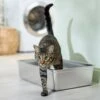 Frisco Stainless Steel Cat Litter Box -Pet Supplies Discount Store 309857 MAIN. AC SS1800 V1675279582