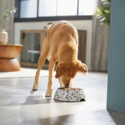 Frisco Terrazzo Design Stainless Steel Dog & Cat Bowl -Pet Supplies Discount Store 311957 PT2. AC SS1800 V1642535493